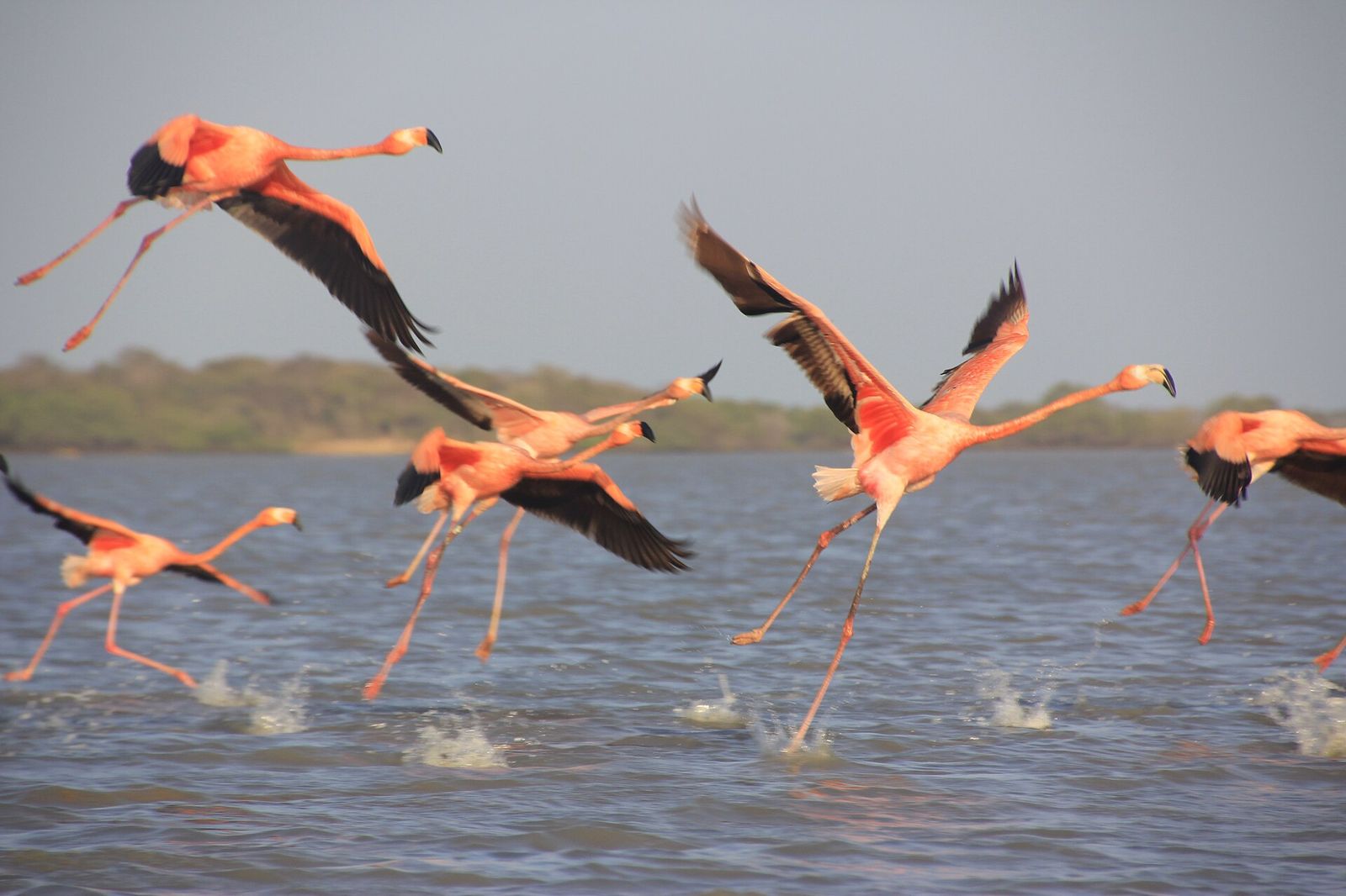 Flamingos taking off from shallow water.