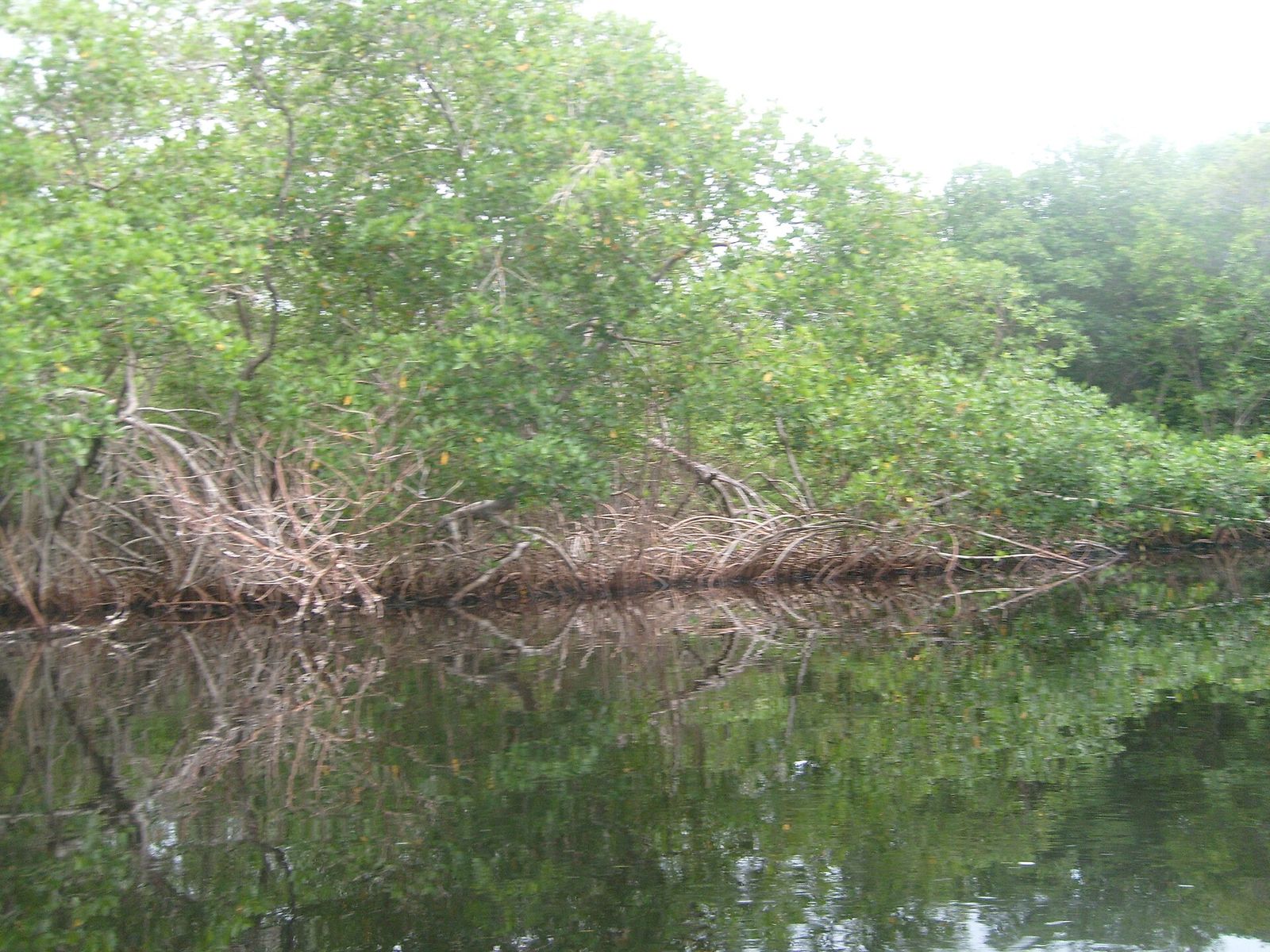 Mangrove trees leaning over still water.